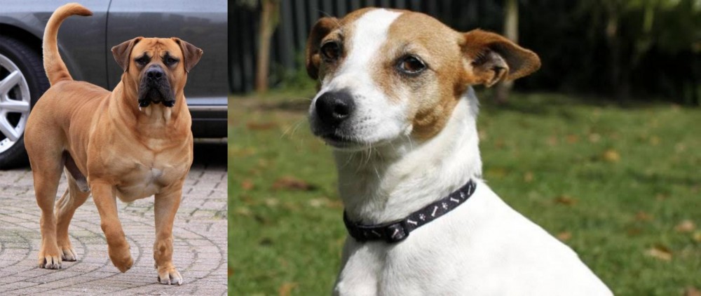 Tenterfield Terrier vs Boerboel - Breed Comparison