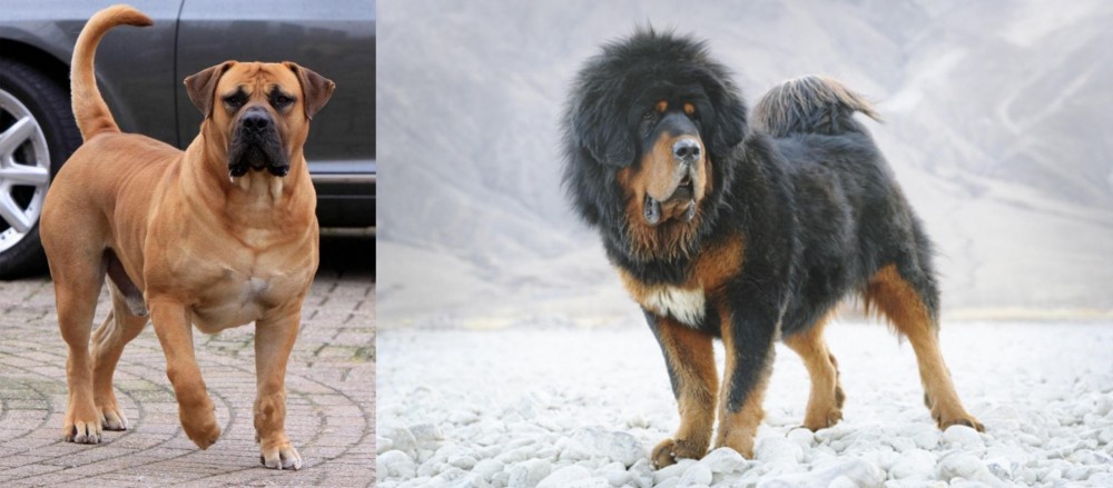 Tibetan Mastiff vs Boerboel - Breed Comparison