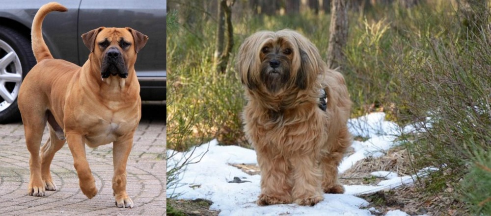 Tibetan Terrier vs Boerboel - Breed Comparison