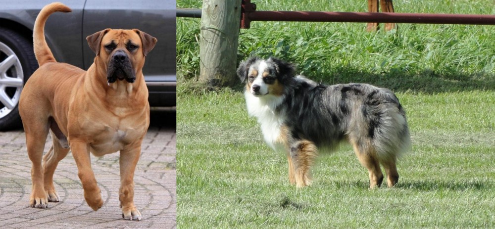 Toy Australian Shepherd vs Boerboel - Breed Comparison