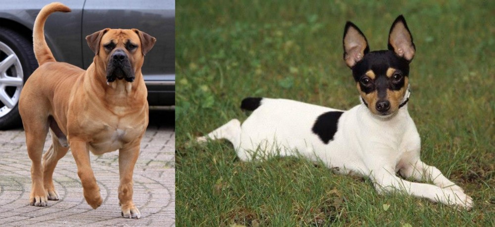 Toy Fox Terrier vs Boerboel - Breed Comparison