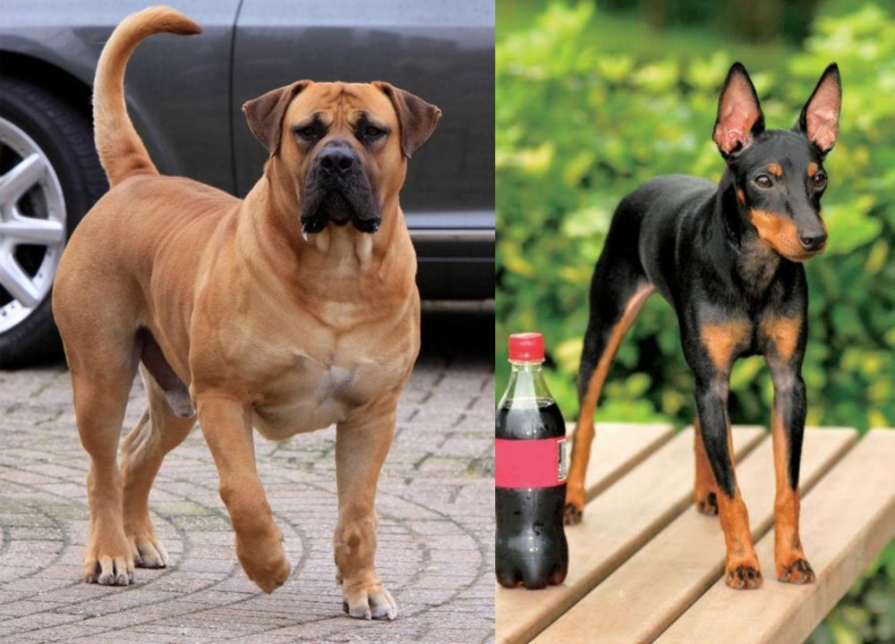 Toy Manchester Terrier vs Boerboel - Breed Comparison