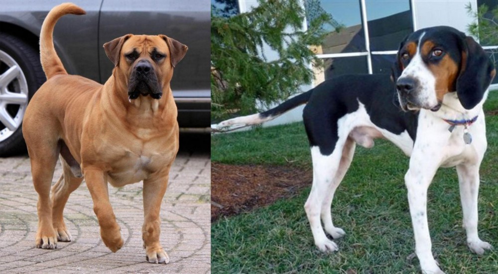 Treeing Walker Coonhound vs Boerboel - Breed Comparison
