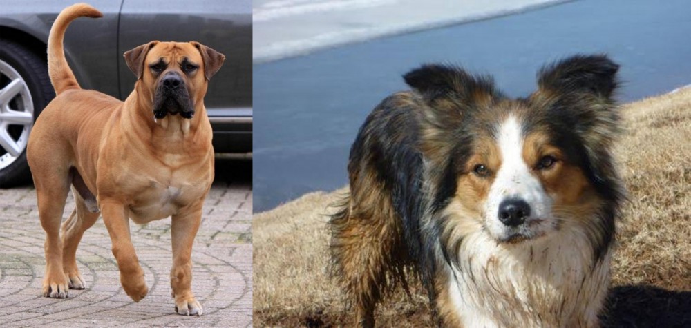 Welsh Sheepdog vs Boerboel - Breed Comparison