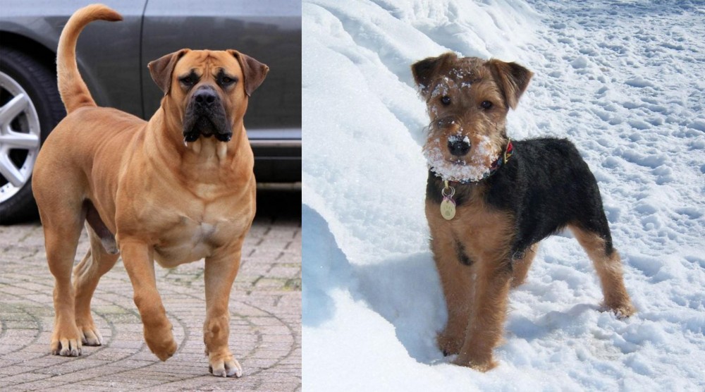 Welsh Terrier vs Boerboel - Breed Comparison