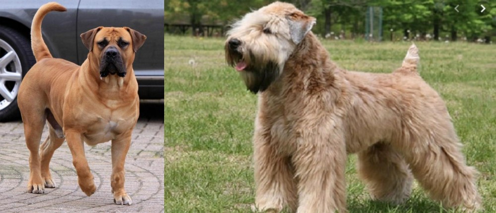 Wheaten Terrier vs Boerboel - Breed Comparison