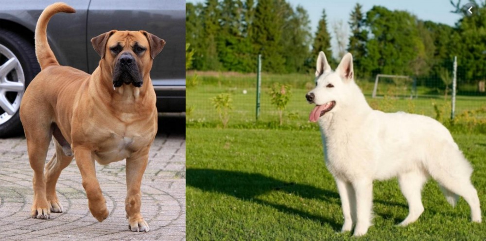 White Shepherd vs Boerboel - Breed Comparison