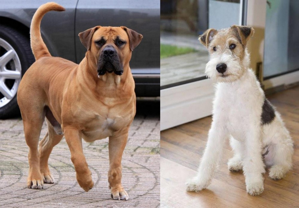 Wire Fox Terrier vs Boerboel - Breed Comparison