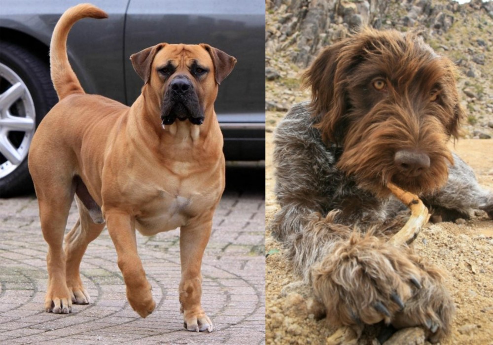 Wirehaired Pointing Griffon vs Boerboel - Breed Comparison