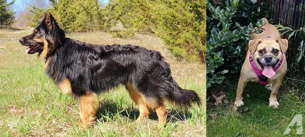 Beabull vs Bohemian Shepherd - Breed Comparison