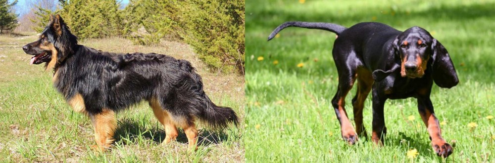 Black and Tan Coonhound vs Bohemian Shepherd - Breed Comparison