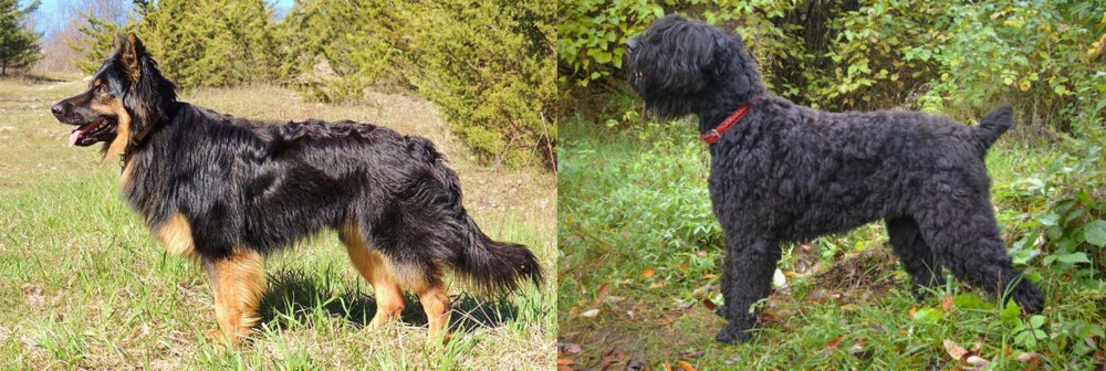 Black Russian Terrier vs Bohemian Shepherd - Breed Comparison