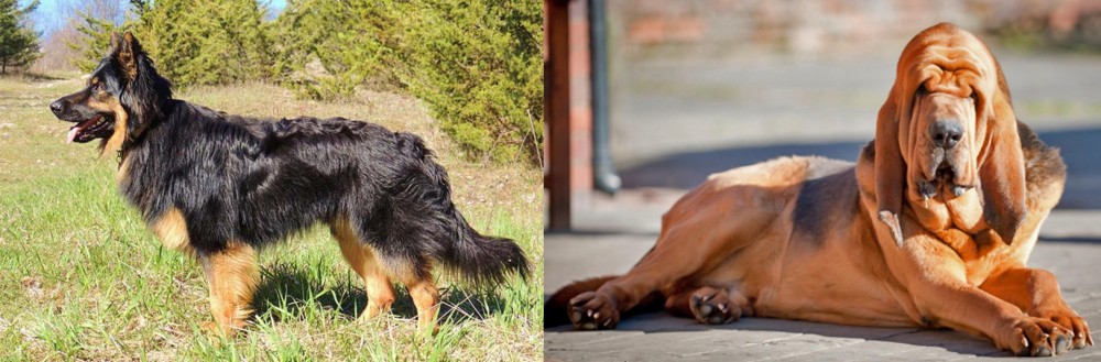 Bloodhound vs Bohemian Shepherd - Breed Comparison
