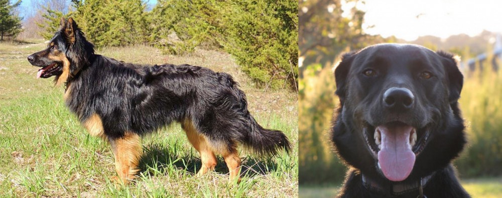 Borador vs Bohemian Shepherd - Breed Comparison