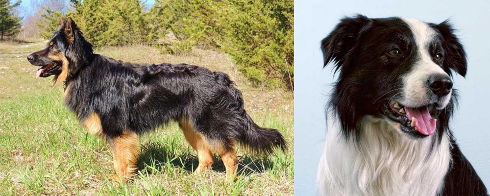 Border Collie vs Bohemian Shepherd - Breed Comparison