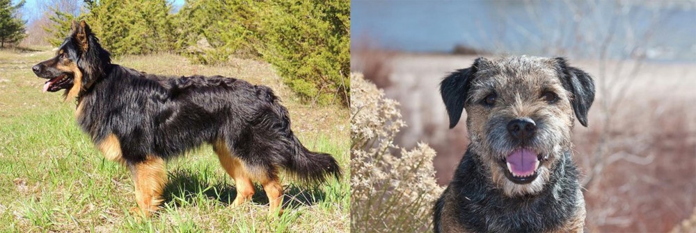 Border Terrier vs Bohemian Shepherd - Breed Comparison