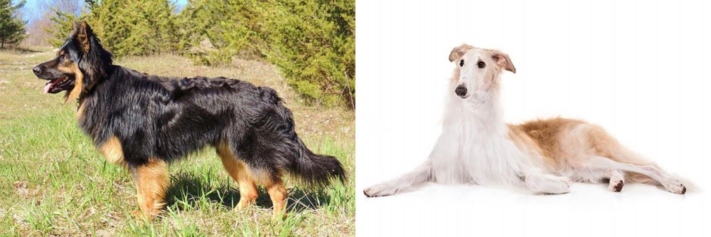 Borzoi vs Bohemian Shepherd - Breed Comparison