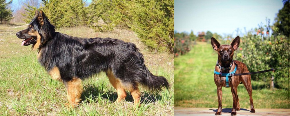 Bospin vs Bohemian Shepherd - Breed Comparison