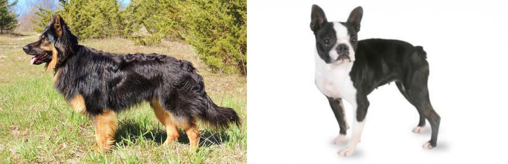 Boston Terrier vs Bohemian Shepherd - Breed Comparison