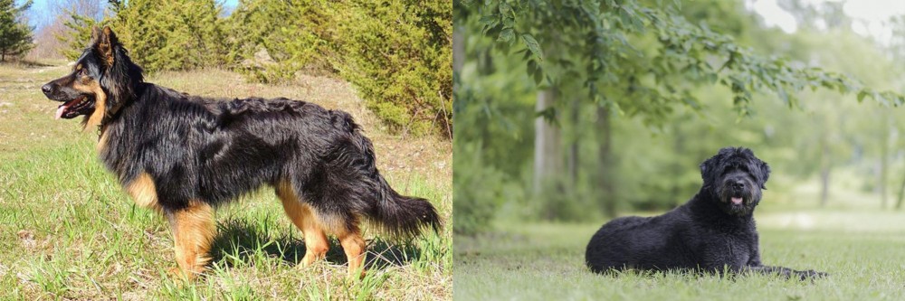 Bouvier des Flandres vs Bohemian Shepherd - Breed Comparison