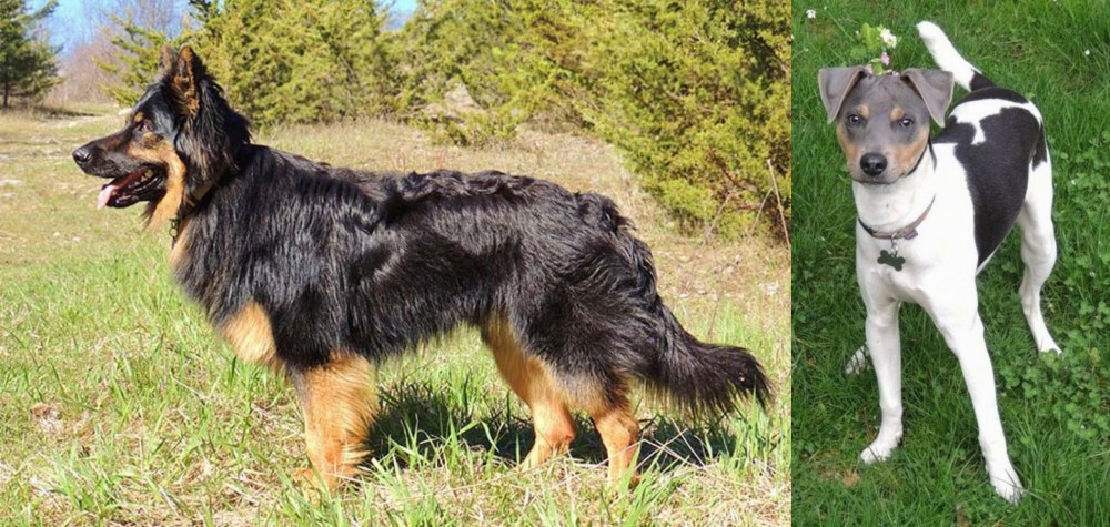 Brazilian Terrier vs Bohemian Shepherd - Breed Comparison