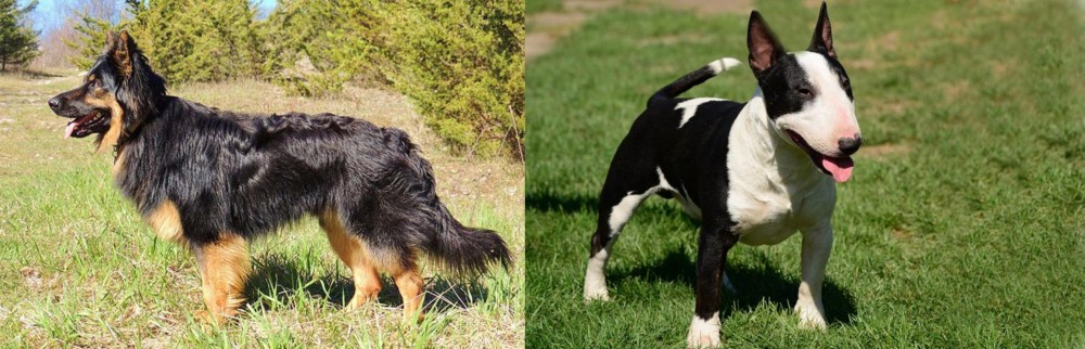 Bull Terrier Miniature vs Bohemian Shepherd - Breed Comparison