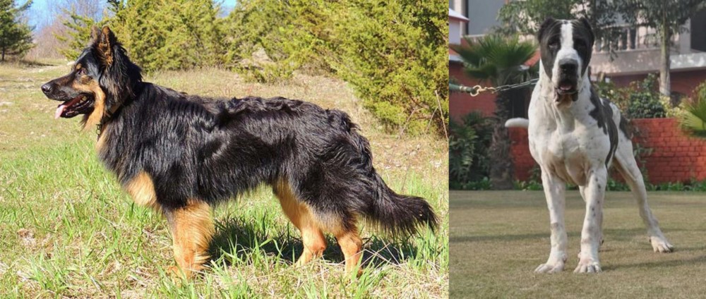 Bully Kutta vs Bohemian Shepherd - Breed Comparison