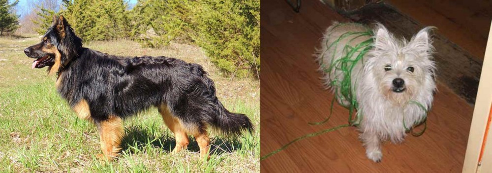 Cairland Terrier vs Bohemian Shepherd - Breed Comparison