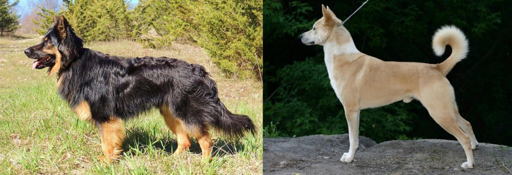 Canaan Dog vs Bohemian Shepherd - Breed Comparison