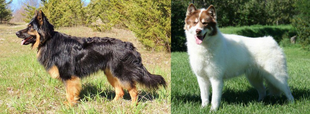 Canadian Eskimo Dog vs Bohemian Shepherd - Breed Comparison