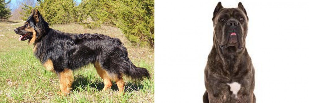 Cane Corso vs Bohemian Shepherd - Breed Comparison