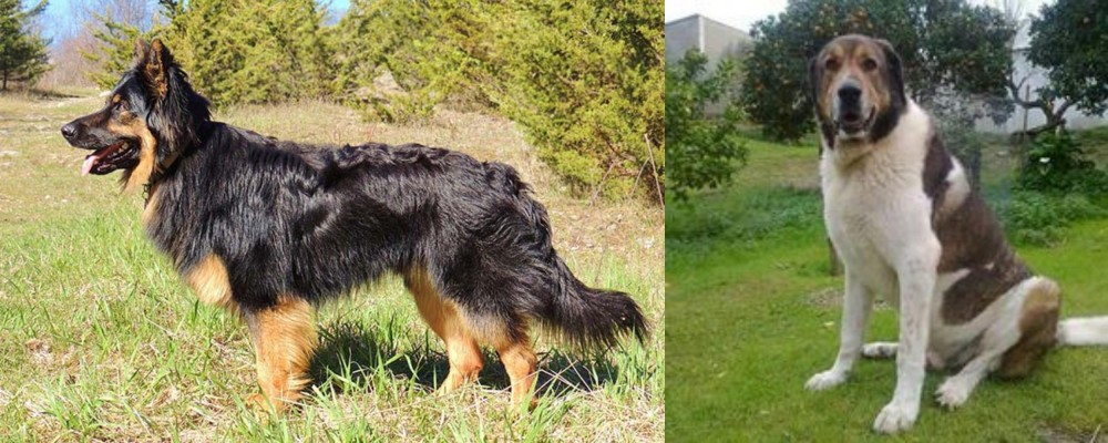 Cao de Gado Transmontano vs Bohemian Shepherd - Breed Comparison