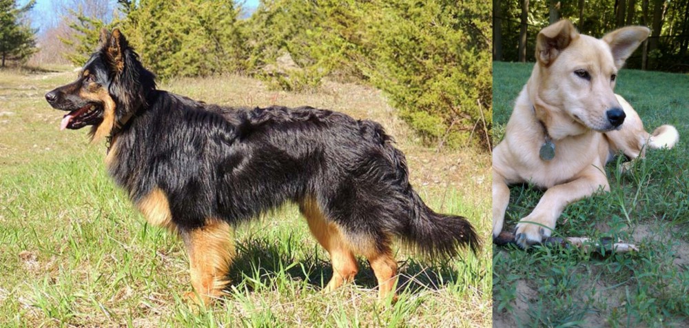 Carolina Dog vs Bohemian Shepherd - Breed Comparison