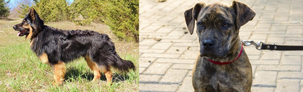 Catahoula Bulldog vs Bohemian Shepherd - Breed Comparison