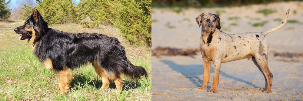 Catahoula Cur vs Bohemian Shepherd - Breed Comparison