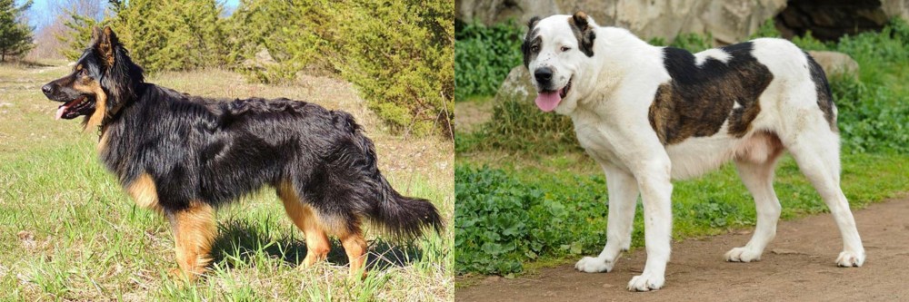 Central Asian Shepherd vs Bohemian Shepherd - Breed Comparison
