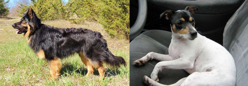 Chilean Fox Terrier vs Bohemian Shepherd - Breed Comparison
