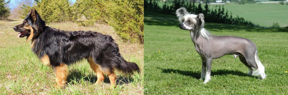 Chinese Crested Dog vs Bohemian Shepherd - Breed Comparison