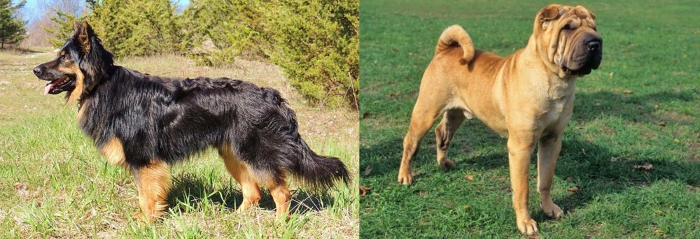 Chinese Shar Pei vs Bohemian Shepherd - Breed Comparison