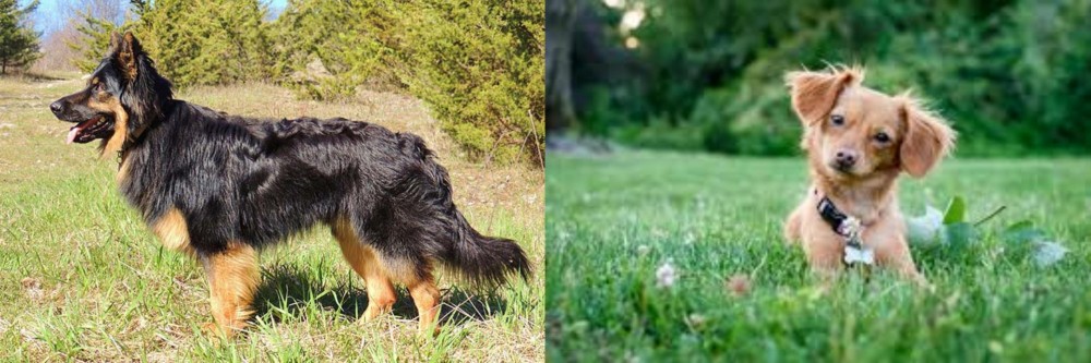 Chiweenie vs Bohemian Shepherd - Breed Comparison