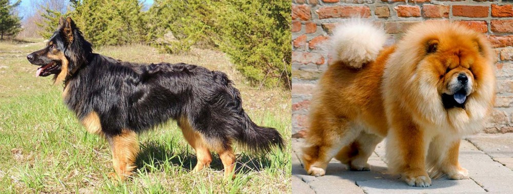 Chow Chow vs Bohemian Shepherd - Breed Comparison