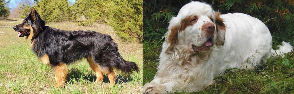 Clumber Spaniel vs Bohemian Shepherd - Breed Comparison