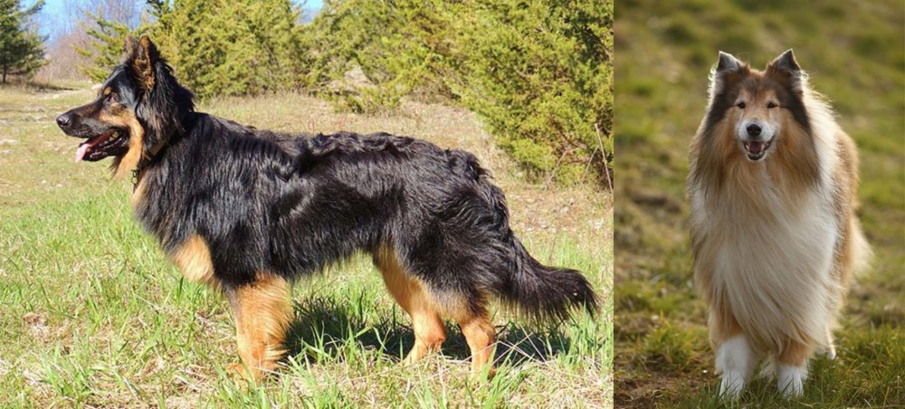 Collie vs Bohemian Shepherd - Breed Comparison