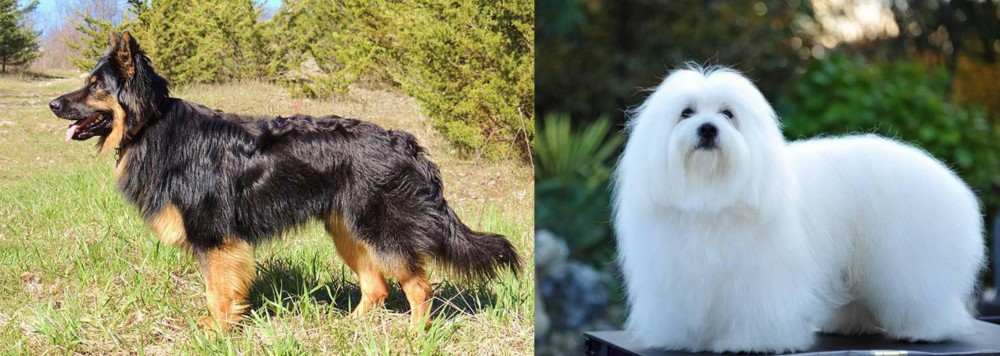 Coton De Tulear vs Bohemian Shepherd - Breed Comparison