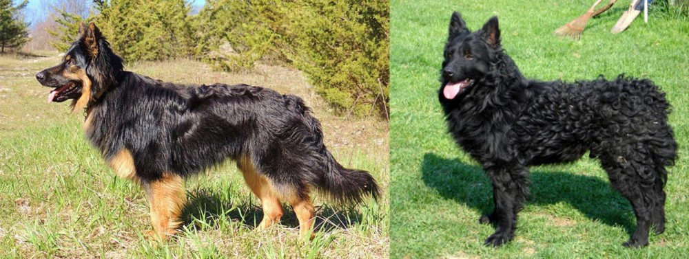 Croatian Sheepdog vs Bohemian Shepherd - Breed Comparison