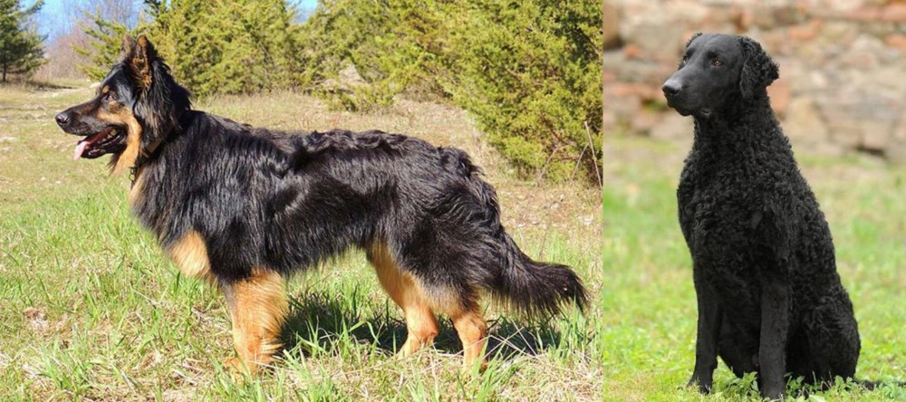 Curly Coated Retriever vs Bohemian Shepherd - Breed Comparison