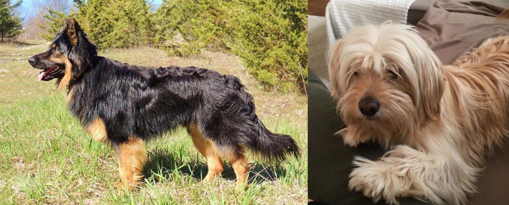 Cyprus Poodle vs Bohemian Shepherd - Breed Comparison