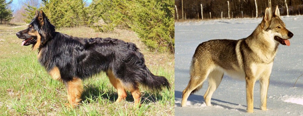 Czechoslovakian Wolfdog vs Bohemian Shepherd - Breed Comparison