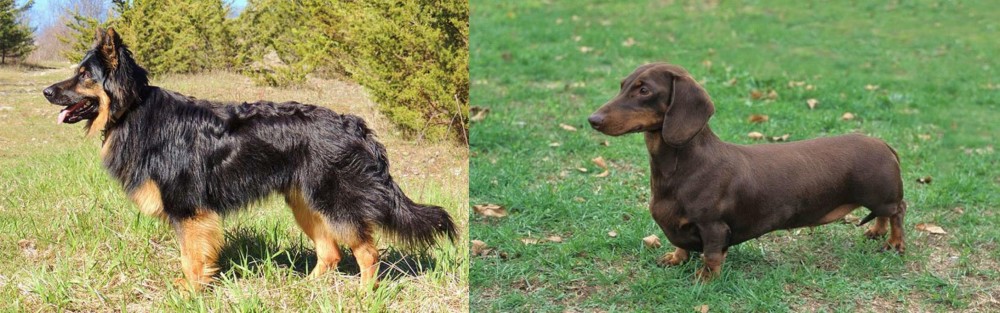 Dachshund vs Bohemian Shepherd - Breed Comparison