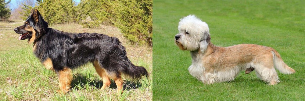 Dandie Dinmont Terrier vs Bohemian Shepherd - Breed Comparison